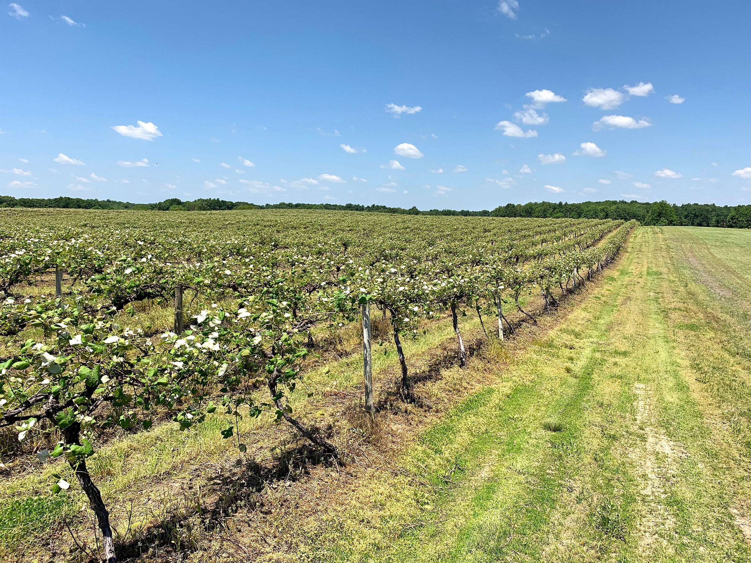 Concord Grapes in Van Buren County, Michigan farmland - LAND AUCTION - 194+/- ACRES OFFERED IN 5 TRACTS IN VAN BUREN COUNTY, MICHIGAN